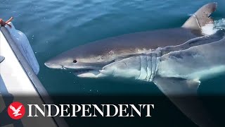 Moment great white shark swims directly under fishing boat [upl. by Templia]