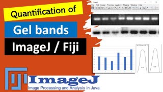 Quantify bands with ImageJ  Western blot analysis on SDSPAGE Quantify band intensity with ImageJ [upl. by Kcirdnekal]