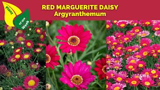 RED MARGUERITE DAISY  Argyranthemum [upl. by Alta]