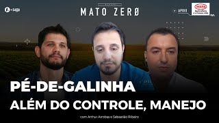 Pédegalinha Além do controle manejo [upl. by Nidnal365]