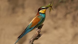 Merops apiaster European beeeaterbee eater bird [upl. by Neelrak]