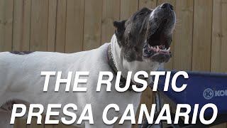 THE PRESA CANARIO DOG YOU DIDNT KNOW WAS A PRESA [upl. by Pleasant111]