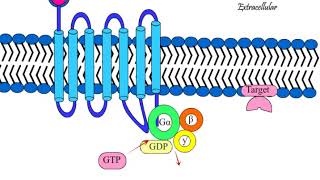 G Protein Coupled Receptor GPCR Structure and functioning [upl. by Rannug]