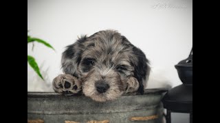 Bordoodle Puppies For Sale  Raised With An Advanced Puppy Curriculum bordoodlepuppy bordoodle [upl. by Kevin]