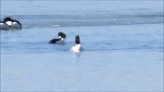 Common Goldeneye X Hooded Merganser hybrid [upl. by Marin20]