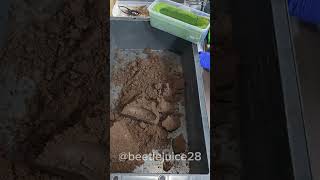 How to Grow Beetles shortvideo asmr satisfying beetle farming [upl. by Aiduan]