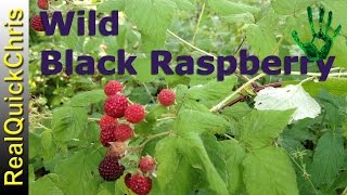 Wild Black Raspberry edible Plant identification of wildberry [upl. by Lirret915]