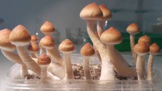 Psilocybe Cubensis by Psilo Lab Netherlands [upl. by Latrina]