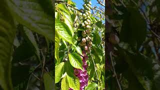 Digitalis Purpurea flowers short 🌺 [upl. by Gayle45]