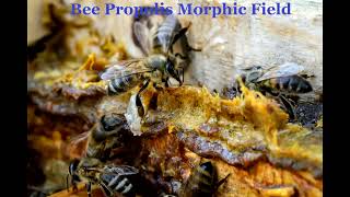 Bee Propolis Morphic Field [upl. by Eramal]