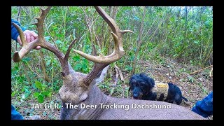 Jaeger  The Deer Tracking Dachshund [upl. by Nodnal812]