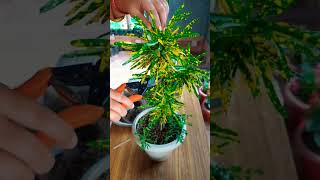 Propagation of Croton Plant exoticplants propagation plantcare croton plant organicfertilizer [upl. by Terej]