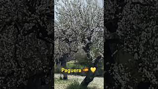 Mallorca Mandelblüte in Paguera 🇪🇸💛 funny [upl. by Nneb31]