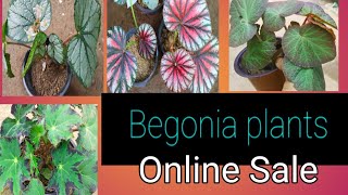 Begonia Plants Online Sale [upl. by Annnora]