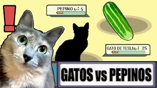 ¿POR QUÉ LOS GATOS LE TEMEN A LOS PEPINOS Posibles explicaciones [upl. by Annahs562]