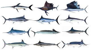 12 Types of Billfish  Billfish Species [upl. by Nylavad248]