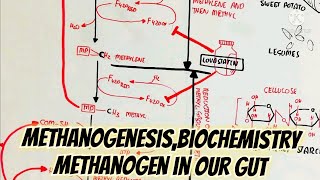 MethanogenesisBiochemistry Methanogen In Our Gut Fermentation Of Resistant Starch [upl. by Annol]