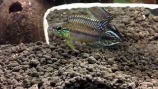 Apistogramma Agassizii Alenquer [upl. by Berkie]