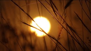 Wild Grass Sunrise Time Lapse  Royalty Free Nature HD Stock Video Footage [upl. by Niatsirt201]