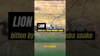 The Black Mamba snake sends the lion to the afterlife  lion  snake shots snake lion animals [upl. by Palgrave]