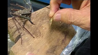 Hand Feeding a Tailless Whip Scorpion [upl. by Jr]