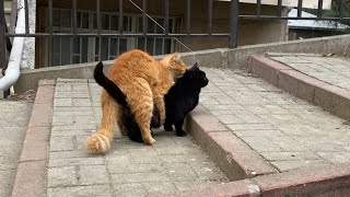 Mating Cats The female cat presents herself to the male cat and hugs him 🥰😮 [upl. by Latini]