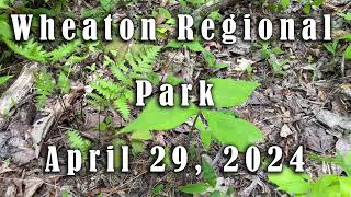 Wheaton Regional Park Healing April 2024 [upl. by Aneetsirk]