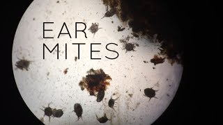 Ear Mites in Cats Kittens Puppiesand Sometimes People [upl. by Archambault757]