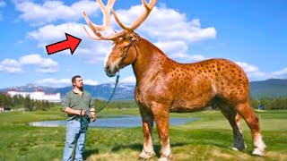 Man Catches Huge Horse With Antlers – Turns PALE When He Realizes What It Is [upl. by Wolfort]