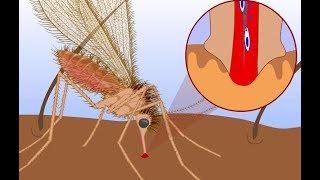 Leishmaniasis life cycle [upl. by Clardy]