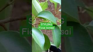 bonsai plants Bonsai Ficus Benjamina How To Grow Care and stylish a ficus tree [upl. by Fitzgerald]