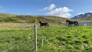 Icelandic horses living their best life amp showing off unique gait Snaefellsnes peninsula Iceland [upl. by Siberson]