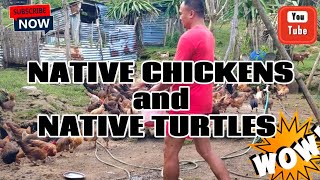 NATIVE CHICKENS AND TURTLES at ANTEQUERA BOHOL  MARZ VLOG [upl. by Ellennahc]