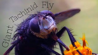 Giant Tachinid Fly [upl. by Fritze]