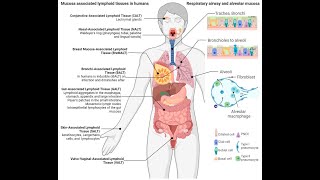 Mucosa associated lymphatic tissue MALT histology [upl. by Malanie]