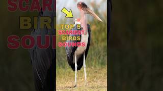 Top 5 terrifying birds sounds 😰 animals scary shorts [upl. by Chassin878]