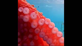 Octopus Will Be Watching You 4k  Coral Gardeners Adopt A Coral like share youtubeshorts [upl. by Eri]