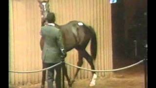 Sunday Silence  1987 Keeneland Sales [upl. by Edwin230]