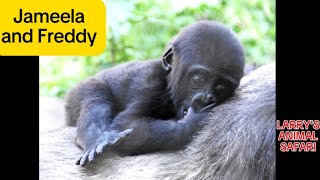 Baby Gorilla  Jameela 39 and Freddy Eating at Cleveland Metroparks Zoo [upl. by Ruddy307]