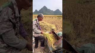 The process of threshing rice with foot operated thresher [upl. by Mabelle]