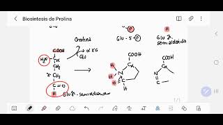 Biosintesis de la Prolina [upl. by Suzan]