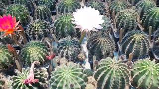 echinopsis cactus lobivia [upl. by Corrina]