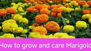 How to grow and care for marigoldthegrounddiariesgardening marigoldplant viralvideoplantscare [upl. by Isabea]