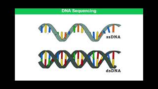 DNA Sequencing  Pyrosequencing [upl. by Enileuqkcaj]