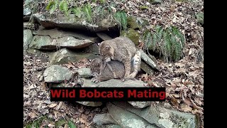 Wild Bobcats Mating – Racoon And Bobcat Standoff  Must See Nature Video [upl. by Girhiny]