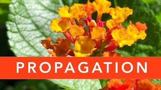 How to PROPAGATE Lantana  Lantana plant propagation [upl. by Elnukeda13]