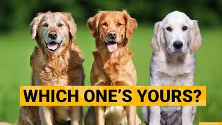 3 Types of Golden Retrievers and How to Identify Them [upl. by Enimzaj749]