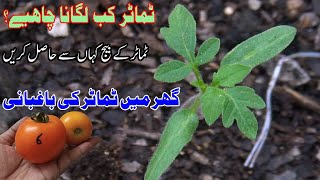 Tamatar Kab Lagana Chahiye  tomato gardening at home  how to grow tomatoes [upl. by Latihs298]