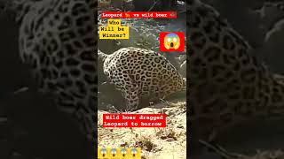 Wildlife Fights  Wild boar 🐗 Vs Leopard  Who will win wildlife animals lion [upl. by La Verne]