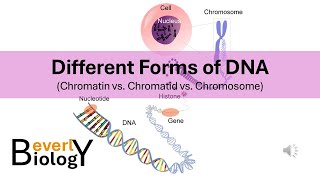 Chromosomes vs Chromatids vs Chromatin Different Forms of DNA [upl. by Edward]